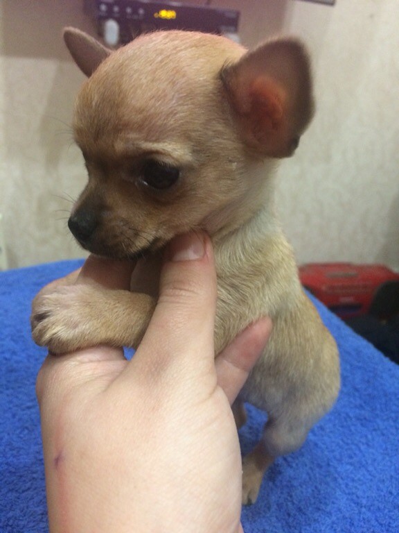 Мини той-терьер