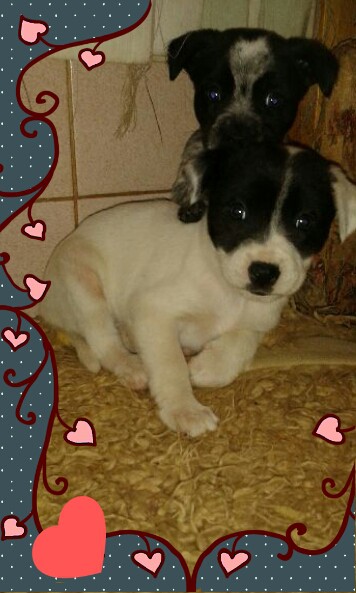 Мини-собачки в добрые руки