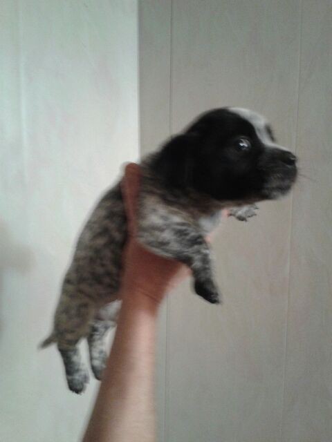 Мини-собачки в добрые руки