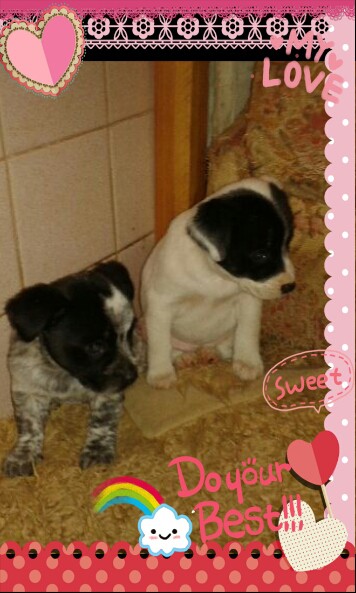 Мини-собачки в добрые руки