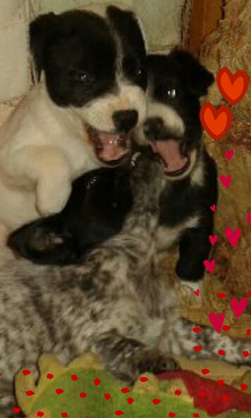 Мини-собачки в добрые руки