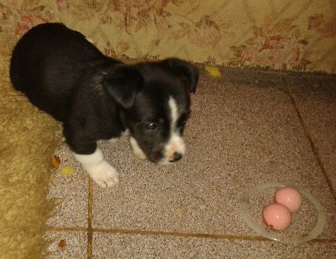 Мини-собачки в добрые руки