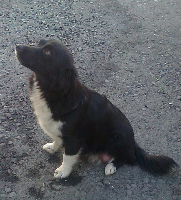 Мини-собачки в добрые руки