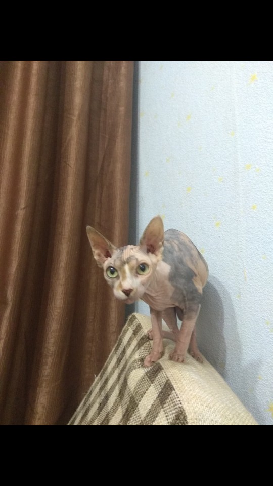 Пропала кошка