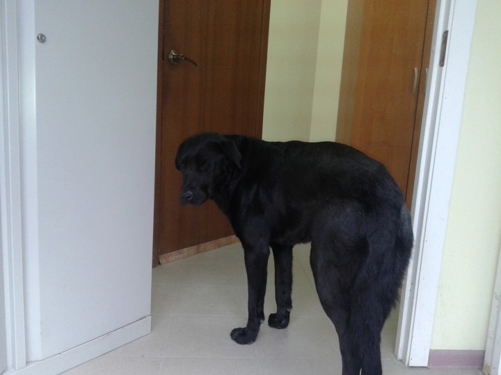 Помогите прошу до "зачистки". Друзья наши меньшие на Красной пол