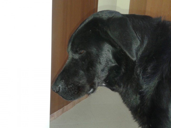 Помогите прошу до "зачистки". Друзья наши меньшие на Красной пол