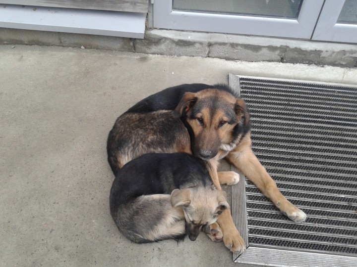 Помогите прошу до "зачистки". Друзья наши меньшие на Красной пол