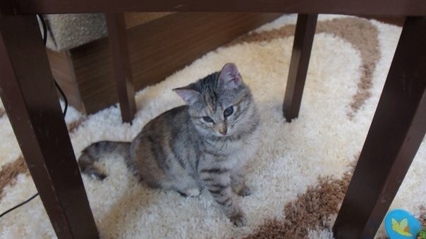 В любящую семью Отдали