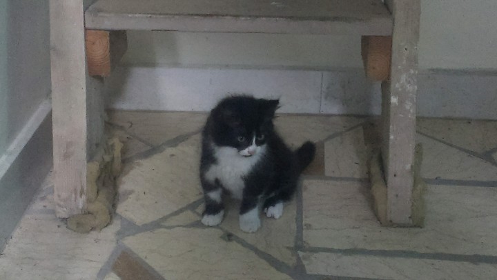 Очаровательная пара ищет хозяев