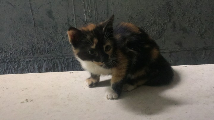 Очаровательная пара ищет хозяев