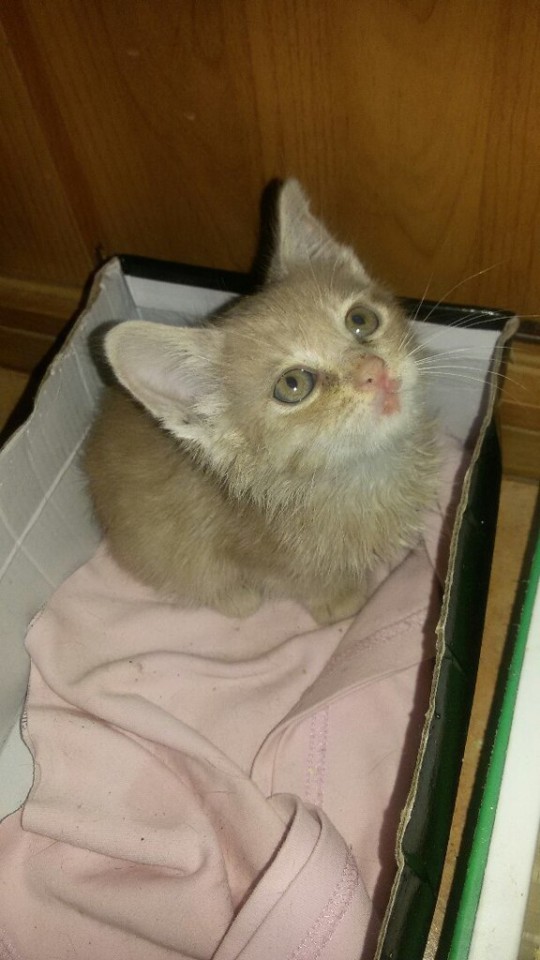 Отдам это персиковое чудо