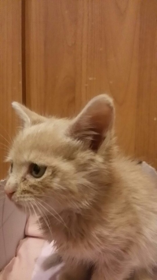 Отдам это персиковое чудо