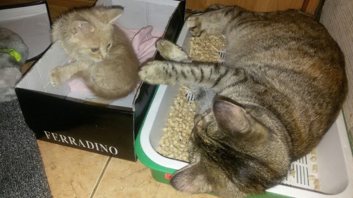 Отдам это персиковое чудо