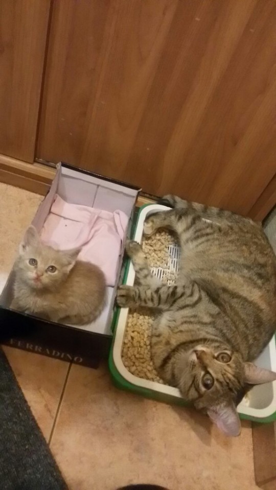 Отдам это персиковое чудо