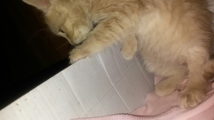 Отдам это персиковое чудо