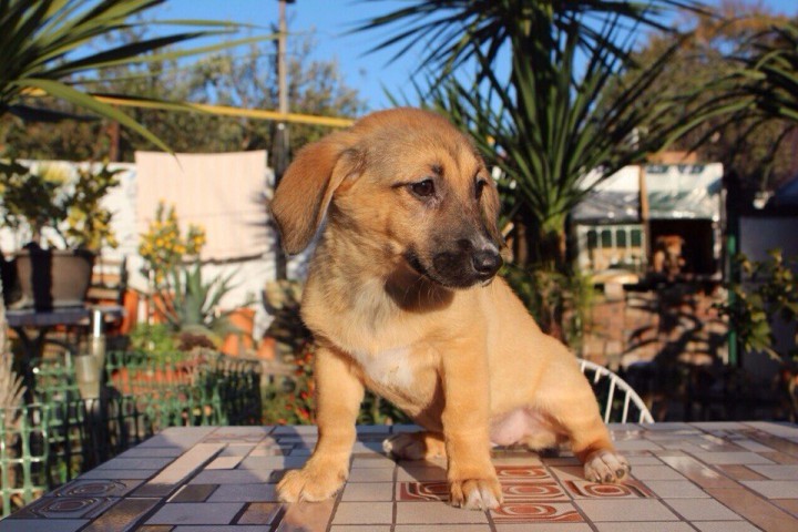 Милашка Аннет