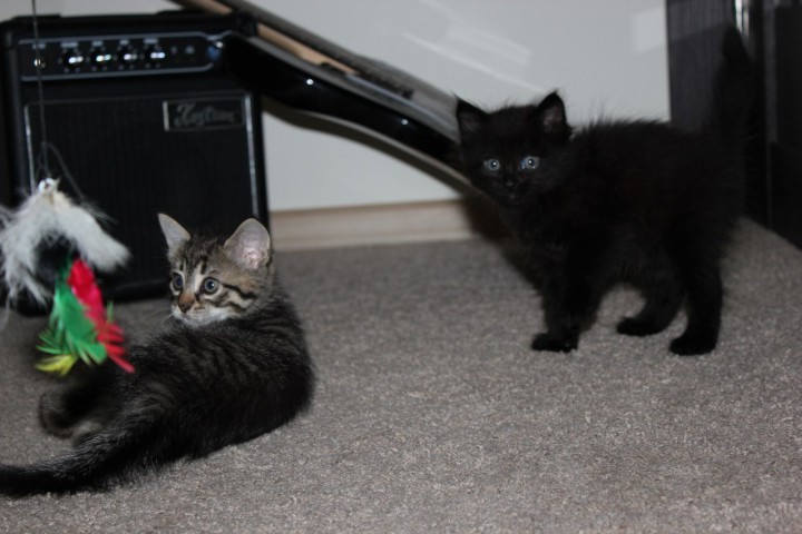 Котята в добрые руки