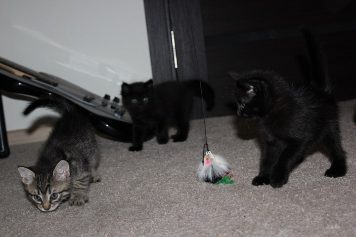 Котята в добрые руки