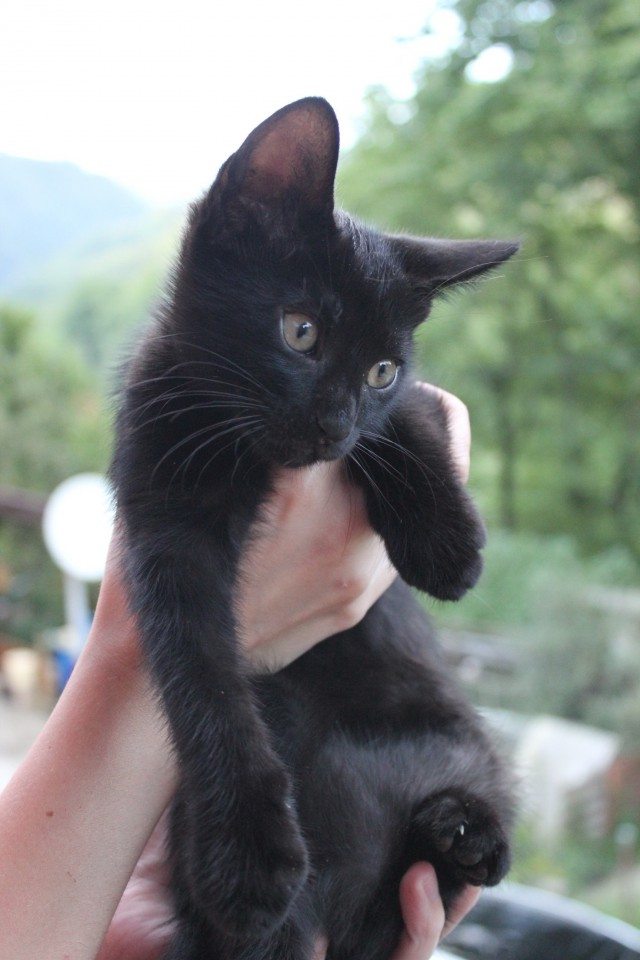 Котята на удачу