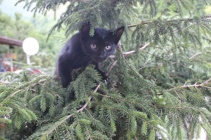 Котята на удачу