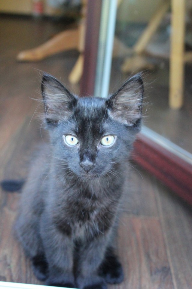 Черный, черный, черный кот)))