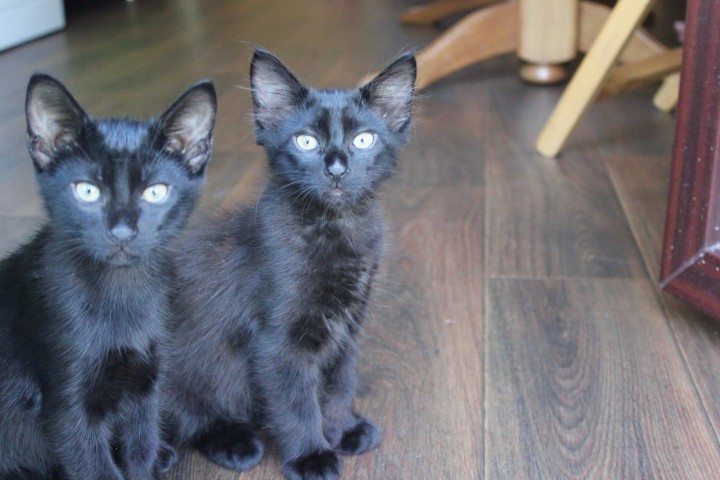 Черный, черный, черный кот)))