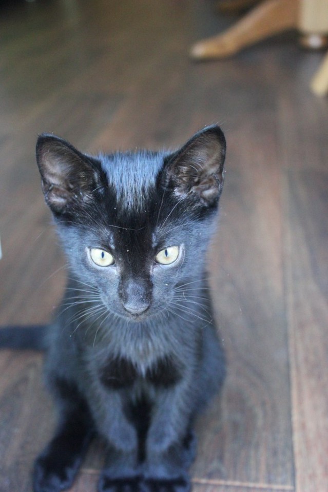 Черный, черный, черный кот)))