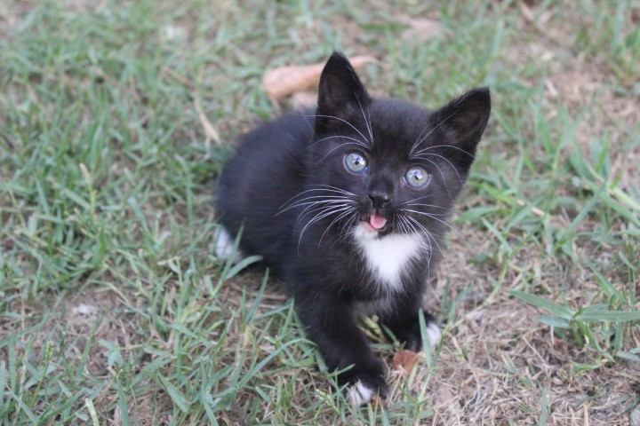 Чудо-котики)))