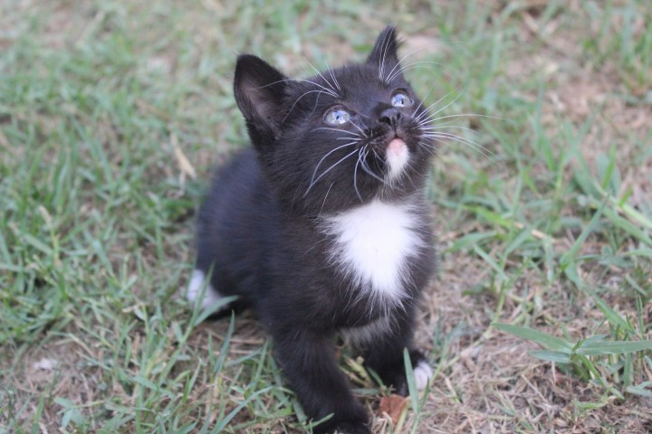 Чудо-котики)))