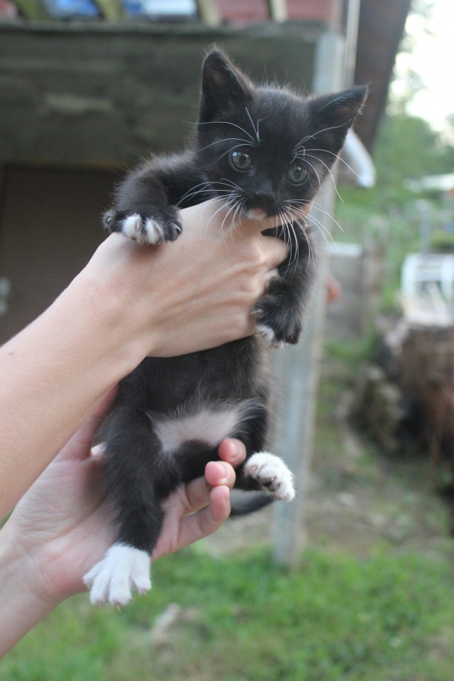 Чудо-котики)))