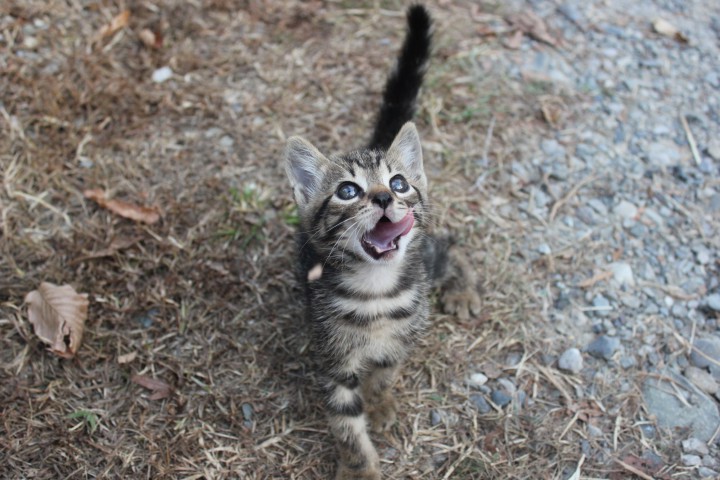 Чудо-котики)))