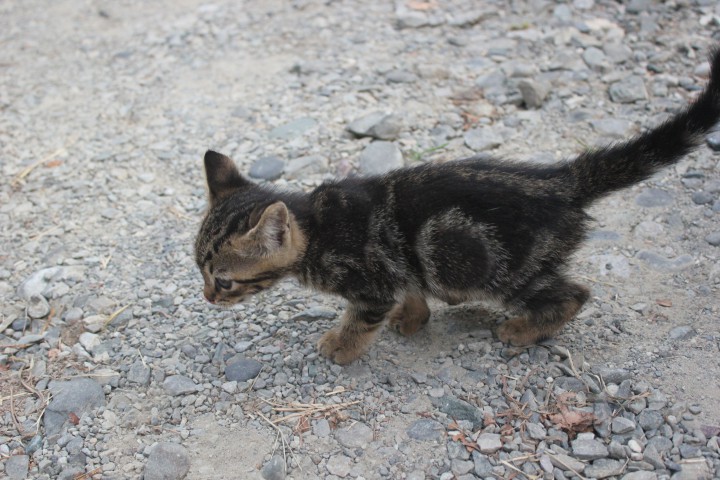 Чудо-котики)))