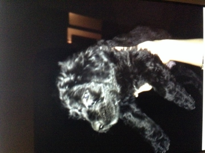 Щенки в добрые руки