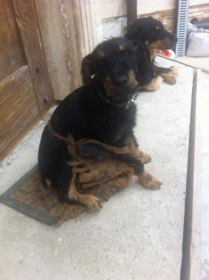 Потерялась собака