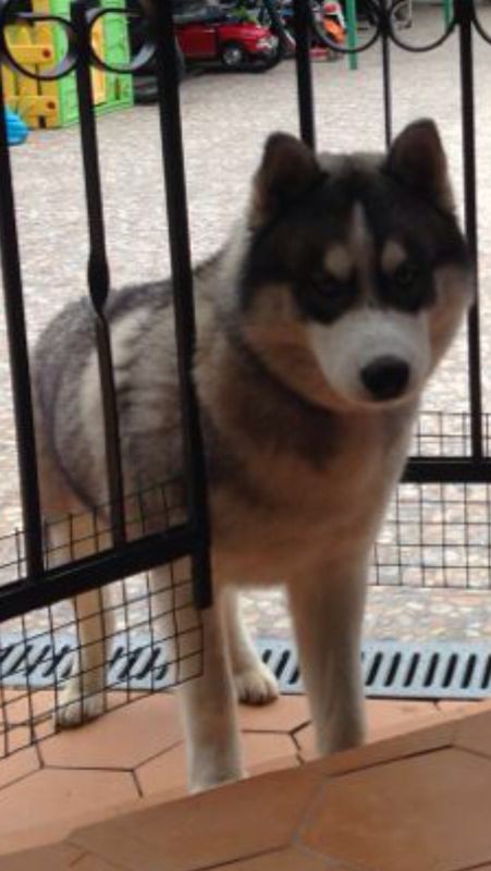 Пропала собака, порода Хаски...