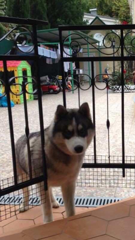 Пропала собака, порода Хаски...