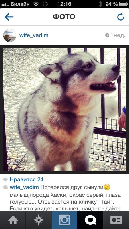 Пропала собака, порода Хаски...