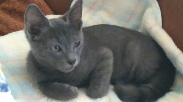 Котёнок в дар