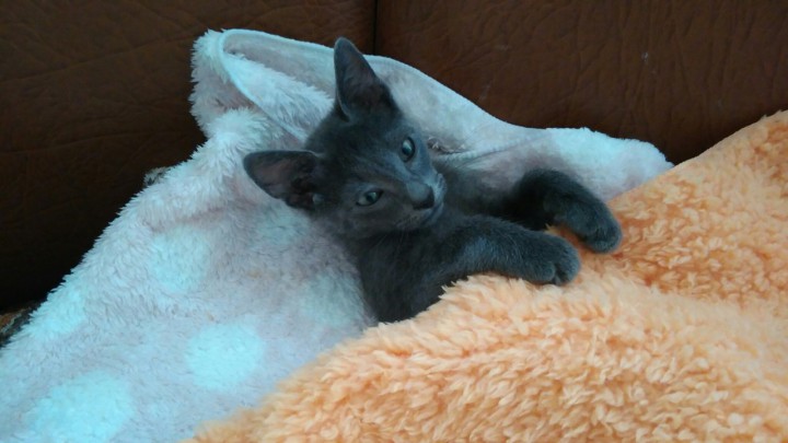 Котёнок в дар