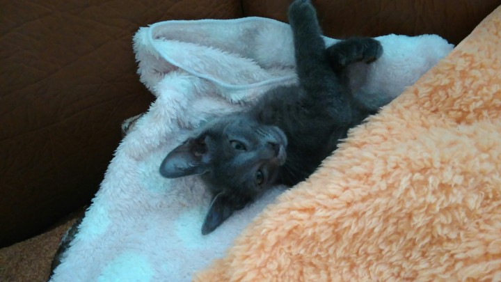 Котёнок в дар