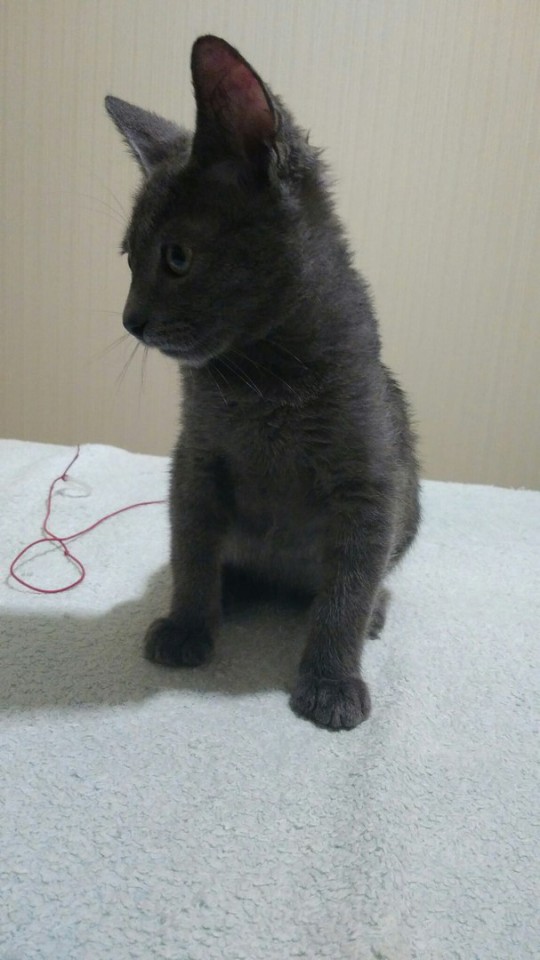 Котёнок в дар