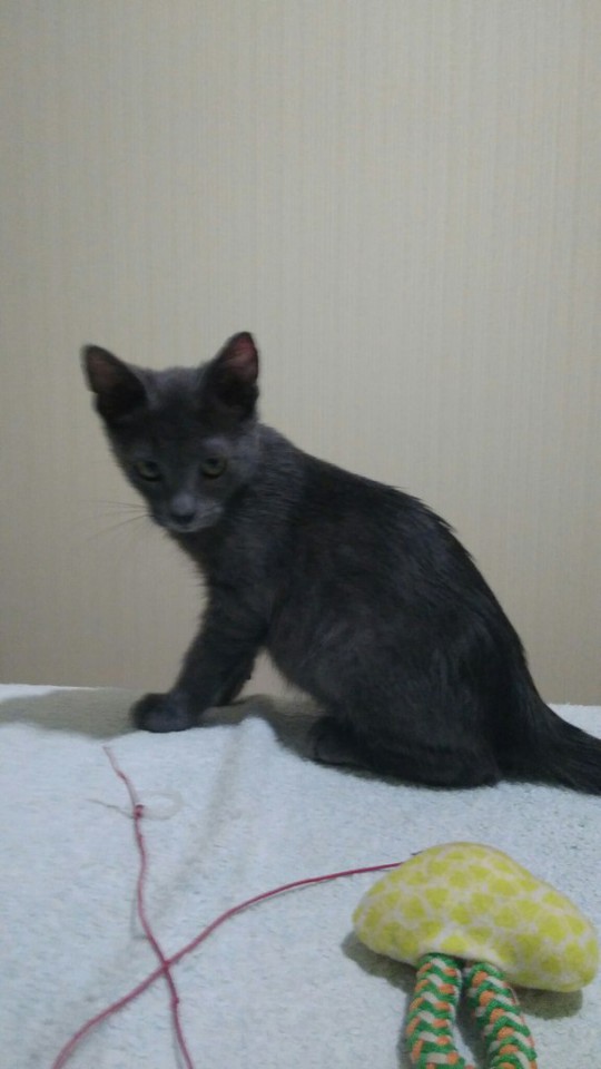 Котёнок в дар