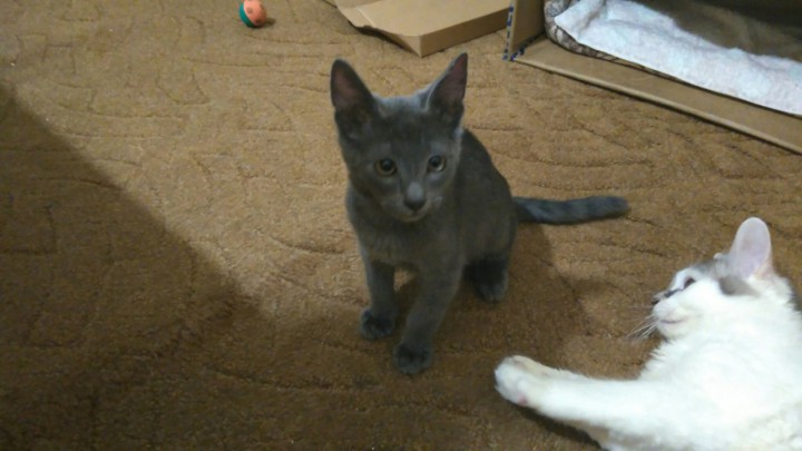 Котёнок в дар