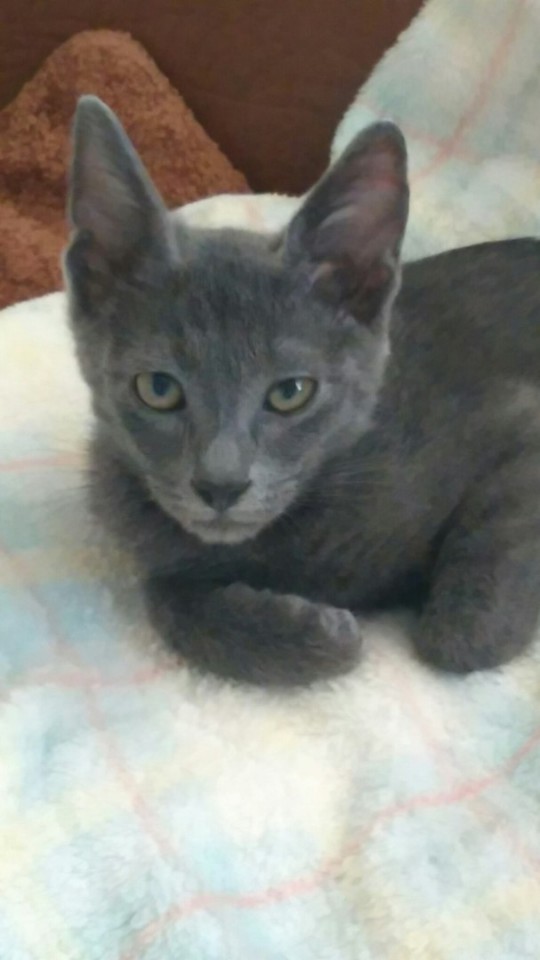 Котёнок в дар