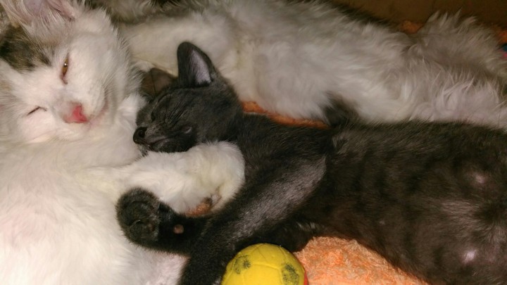 Котёнок в дар