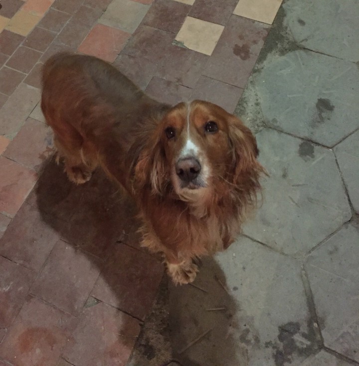 Найдена собака 