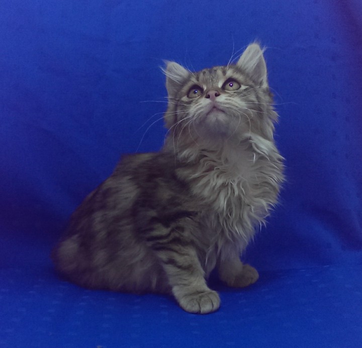 ПОМОГИТЕ НАЙТИ ДОМ!!!