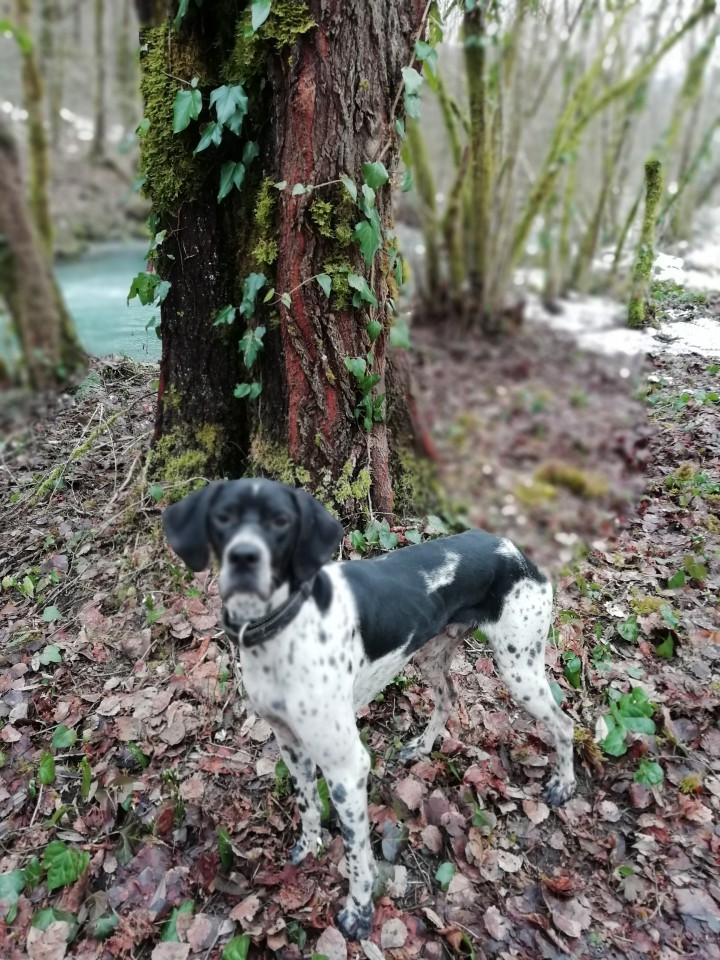 Пропала собака!!!