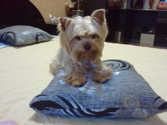 пропала собака йорик