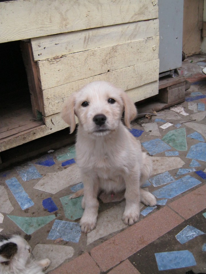 Отдам щенка в хорошие руки